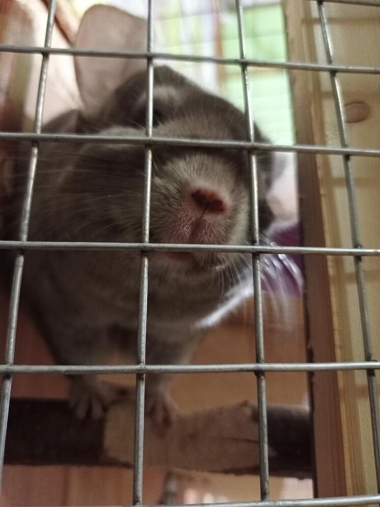 Привезенным с СВО животным доставили лакомства