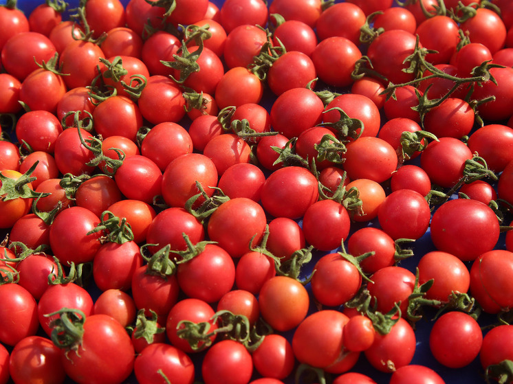 Агроном Терентьев: спелые помидоры на кусте идеально подойдут для салатов и заготовок