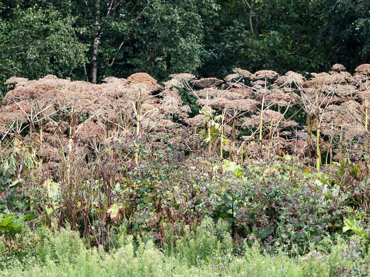 В Подмосковье заросли борщевика могут привести к росту налога на землю