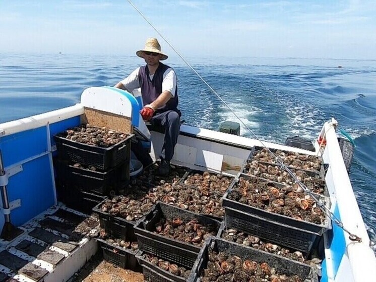 Ученые впервые начали изучать популяции моллюсков в Азовском море