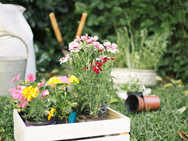 Свыше 60 цветочных вазонов установят в луганском сквере «Молодой гвардии» ко Дню города