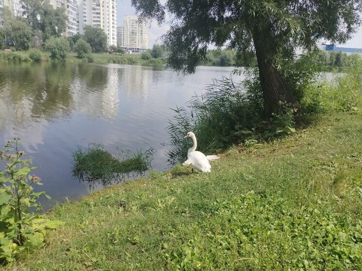 Теплая погода вернется в Белгородскую область в пятницу