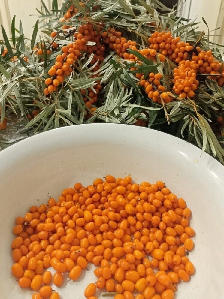 Россиянам рассказали, чем заняться на огороде 29 августа