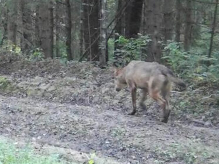 Волк и рысь попались на фотоловушку калужских егерей