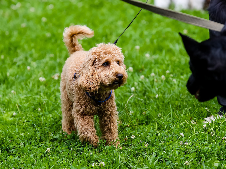 Эксперт Сафонова: после потери питомца нужно действовать очень быстро