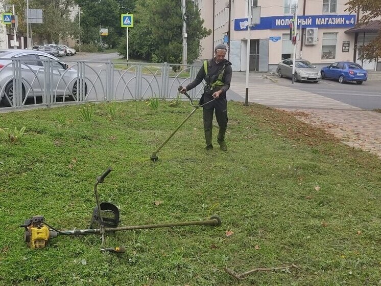 В Ставрополе на борьбу с амброзией выделили 4,8 млн рублей
