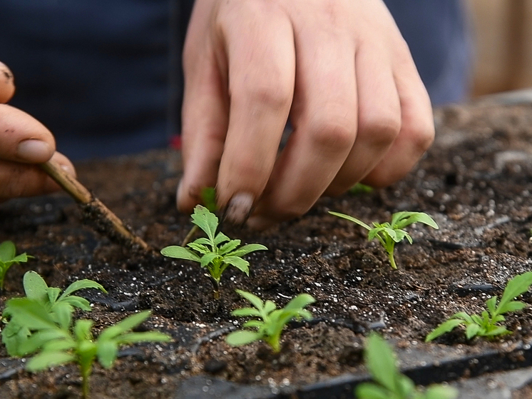 Волгоградцам объяснили, как защитить контейнерный сад от холодов