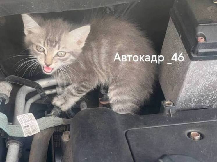 Курянка спасла котёнка из-под капота автомобиля