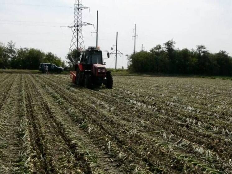 Энгельсские аграрии собрали рекордный урожай овощей
