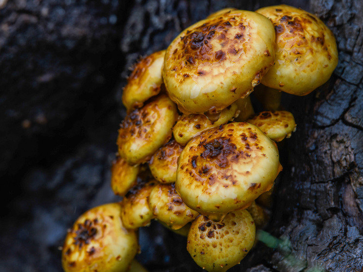 Миколог Комиссаров: найденные в лесах Подмосковья грибы чешуйчатки опасны для человека