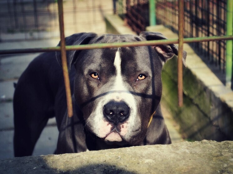 Амурчанка получила год исправительных работ за нападение собаки по её указанию