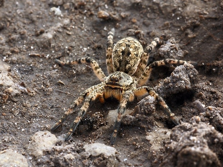 Опасный паук поселился в Московском регионе из-за аномально теплой погоды