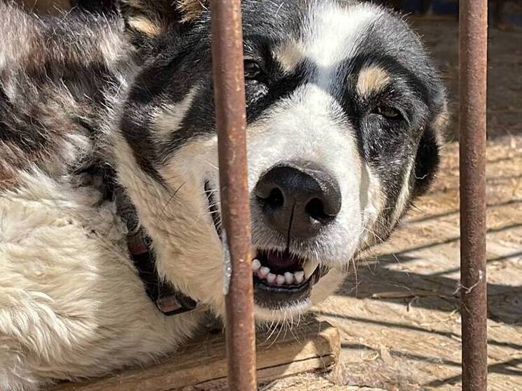 Власти Тулы выделили на отлов бездомных собак 6,2 млн рублей