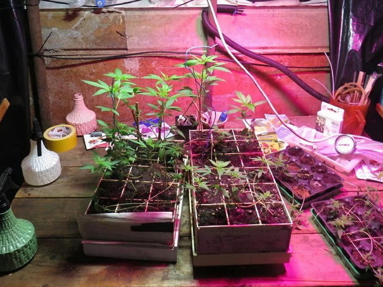 Житель Марий Эл растил коноплю и покупал наркотики