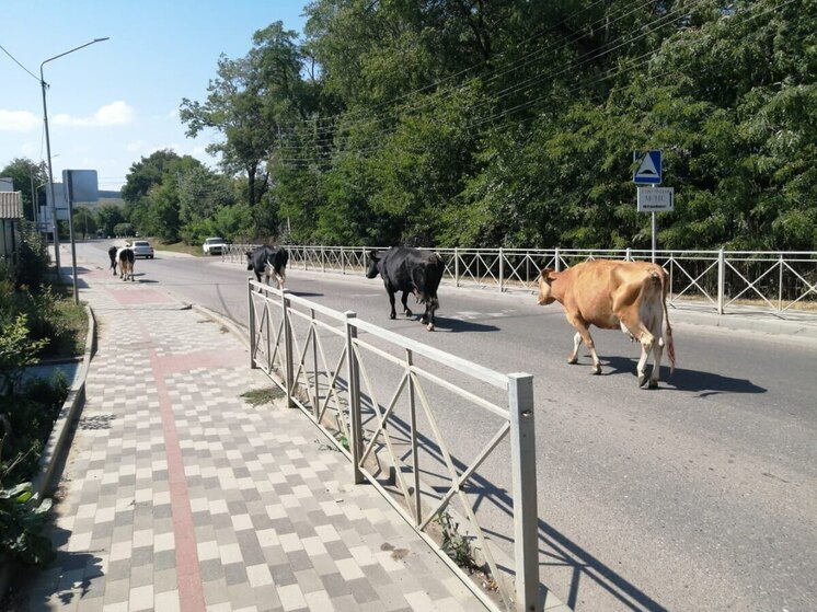 В Кисловодске выпишут административный протокол за безнадзорный выпас коров