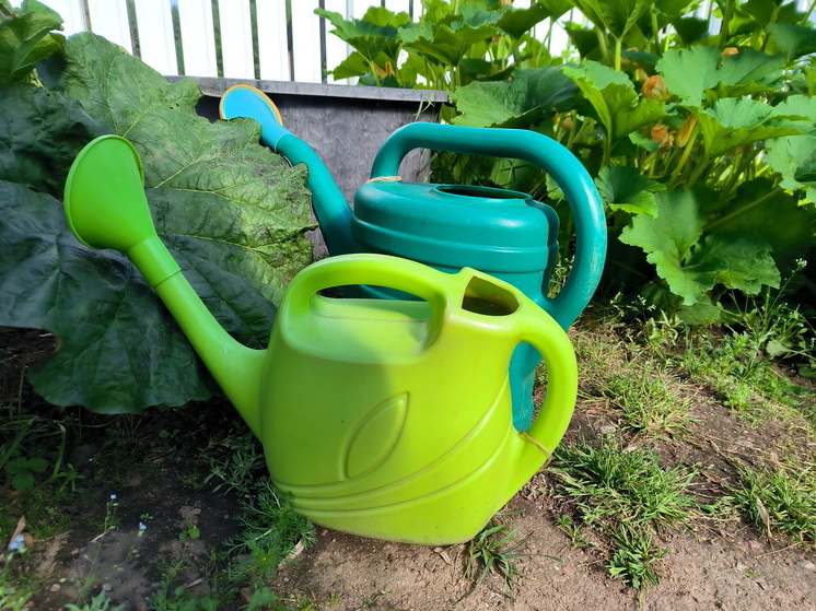 Россиянам рассказали, чем заняться на огороде 31 августа