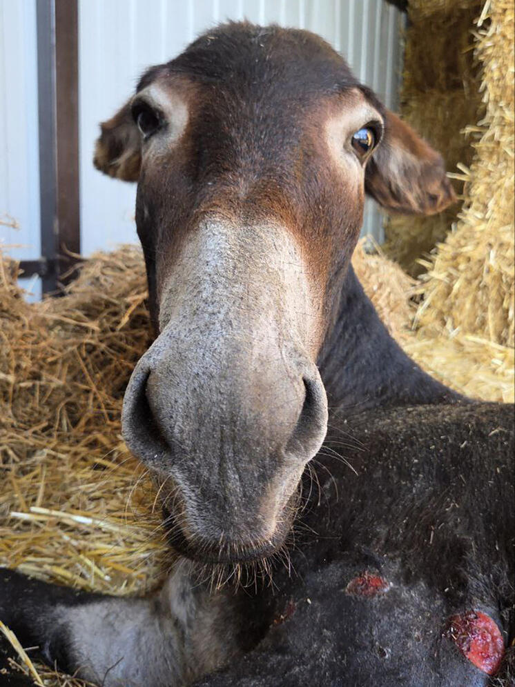 Спасённого волонтёрами Осетии ослика отправили на лечение в ставропольский центр «Пеликан»