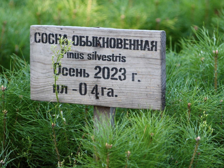 Осенью самарские лесоводы высадят полмиллиона сеянцев