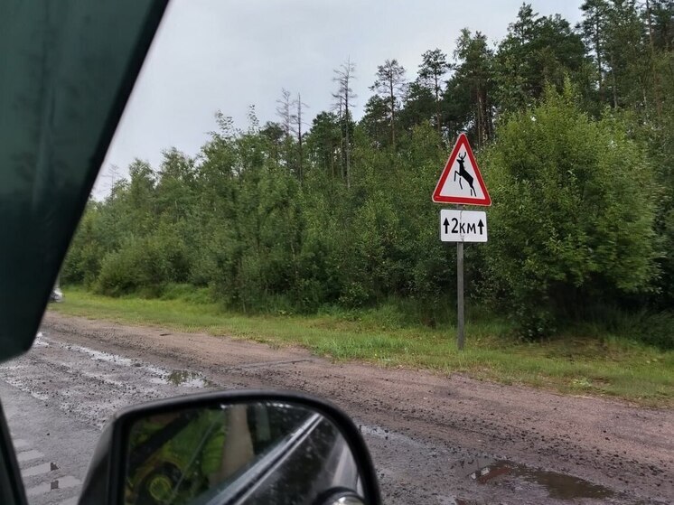 Водителей просят осторожничать при встрече с лосями на дорогах Петербурга