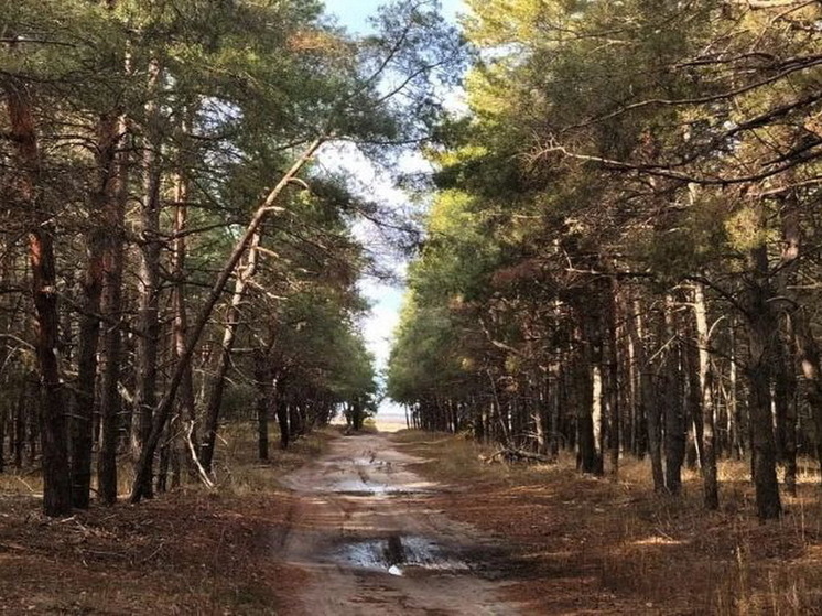 Криминалист Игнатов назвал предупреждением гранаты в подмосковном лесу