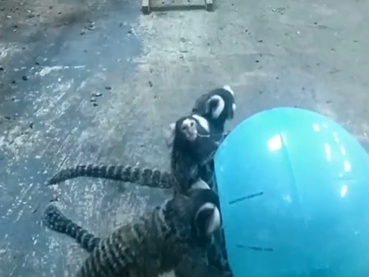 Игрунки из Хакасии проводили лето с волшебным шаром