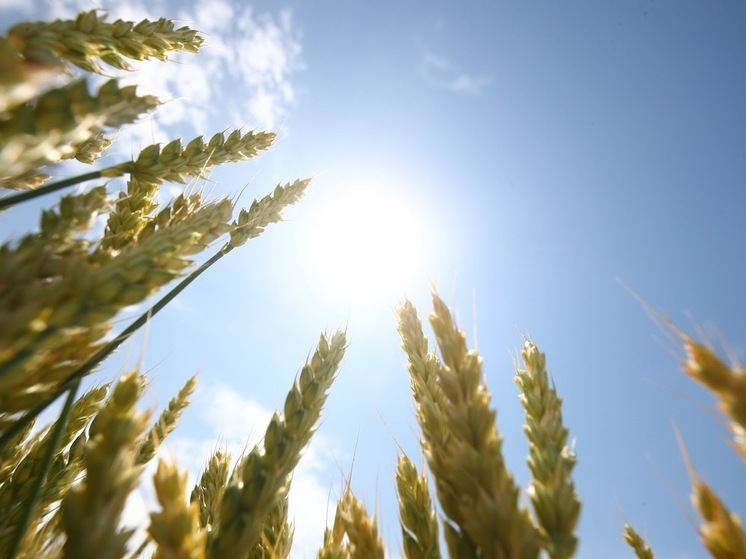 Астраханцам в последнюю субботу августа обещают ветреную и жаркую погоду