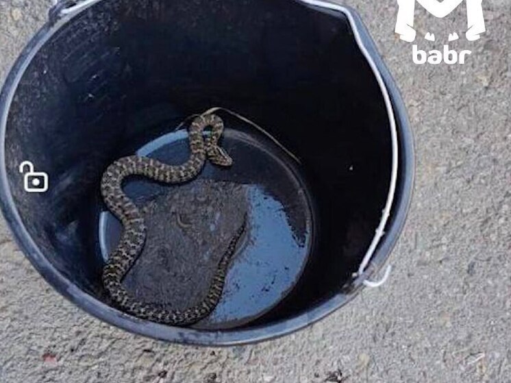 В Иркутске на детской площадке нашли змею