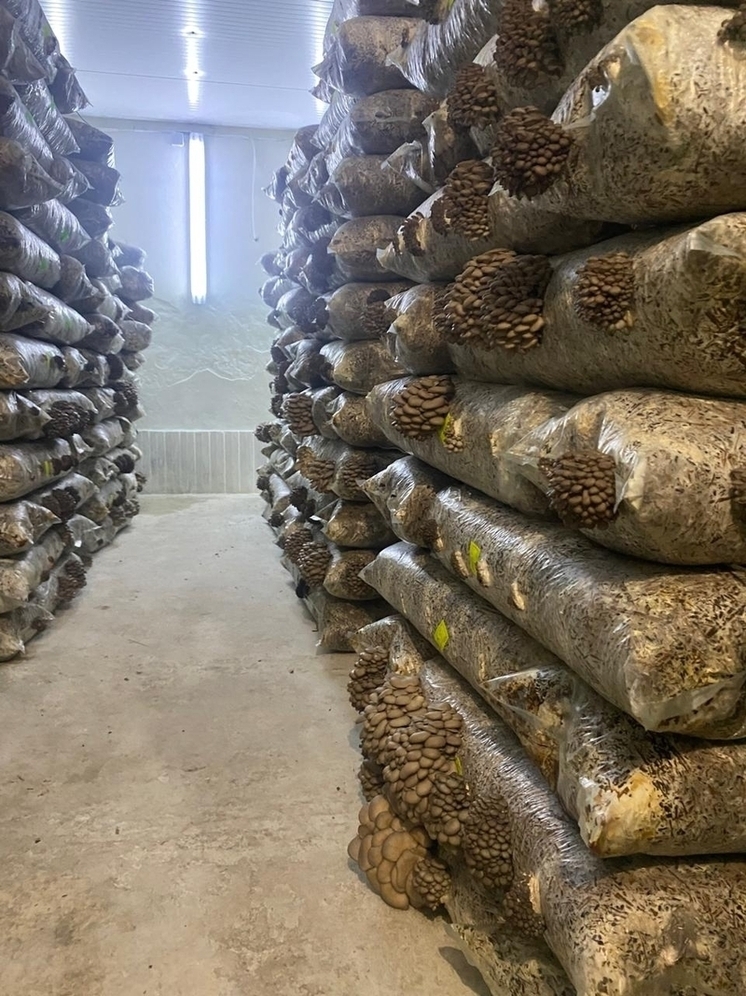 Фермер из Предгорья с начала года вырастил 15 тонн вешенок