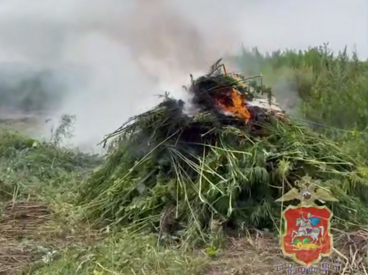 Полиция Чехова обнаружила дикорастущие заросли конопли на 34 сотках земли