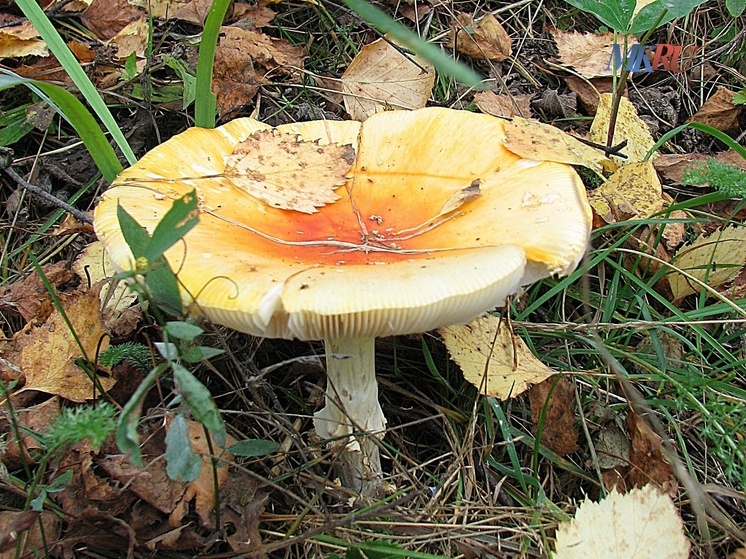 В «Калужских засеках» уже ощущается осень