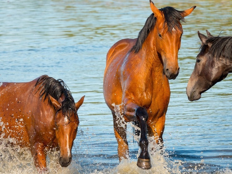 Синоптики 31 августа обещают в Смоленске ясную жаркую погоду