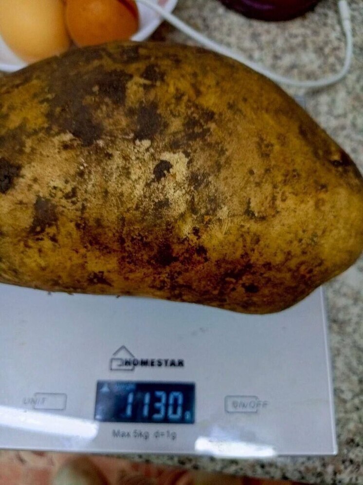 Тамбовчанин из Первомайского округа похвастался внушительным урожаем картофеля