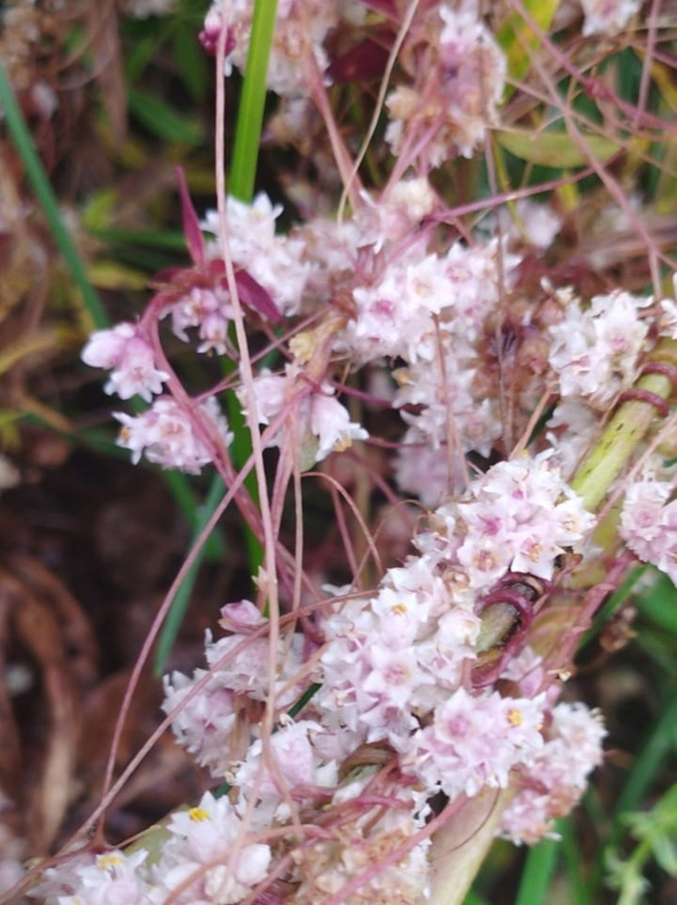 В Пскове обнаружены новые очаги карантинного растения-паразита