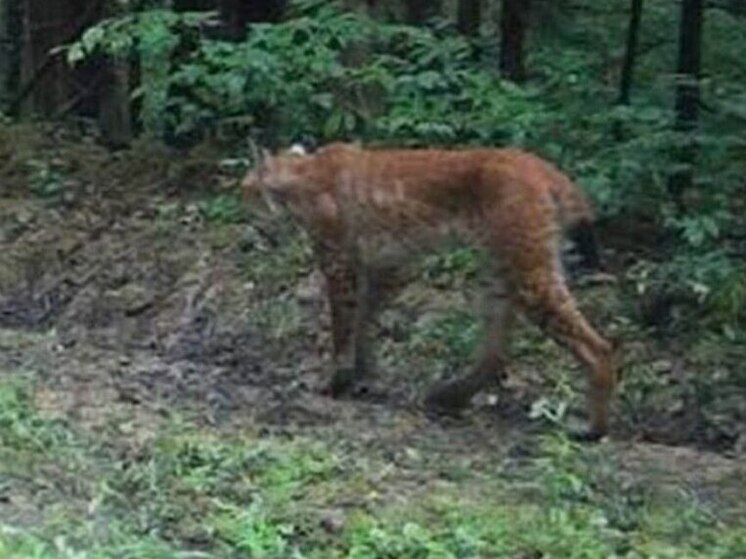 На камеру в Медынском районе попали дикие звери