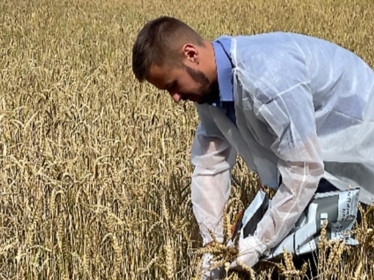 В Калужской области введён карантин по повилике