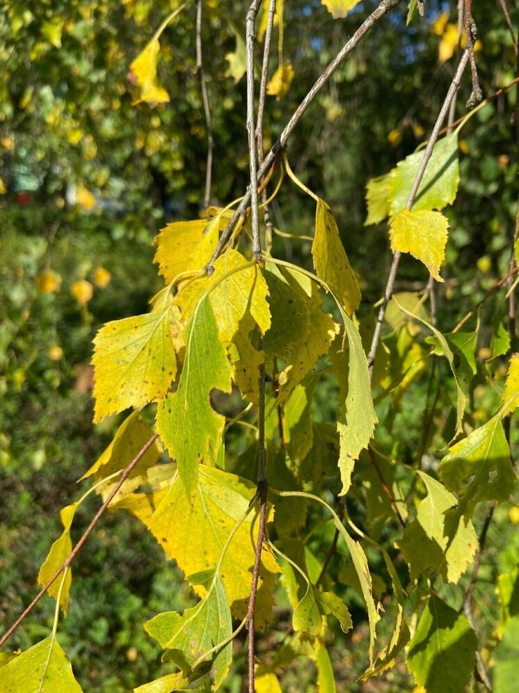Эко-активисты вышли на защиту Кумженской рощи в Ростове-на-Дону
