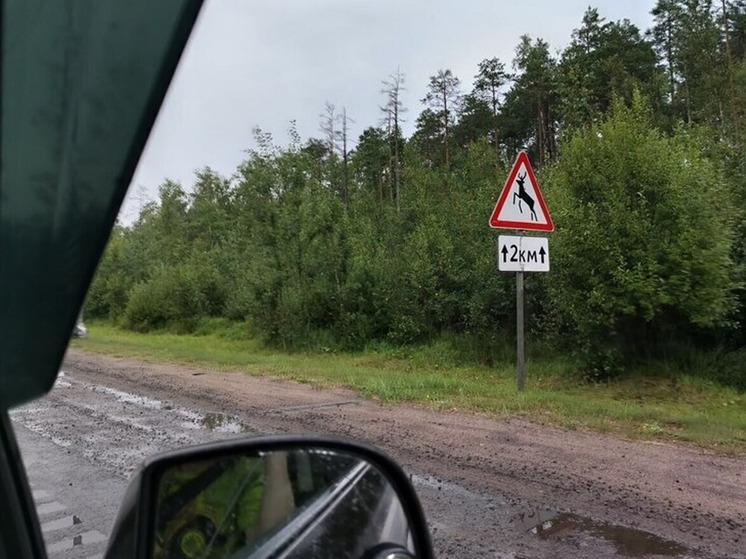 Осенью лоси начнут чаще выходить на дороги Новгородской области