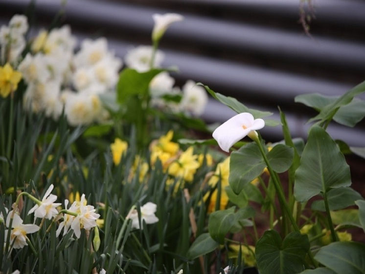 Волгоградским дачникам рассказали, как ухаживать за каллами