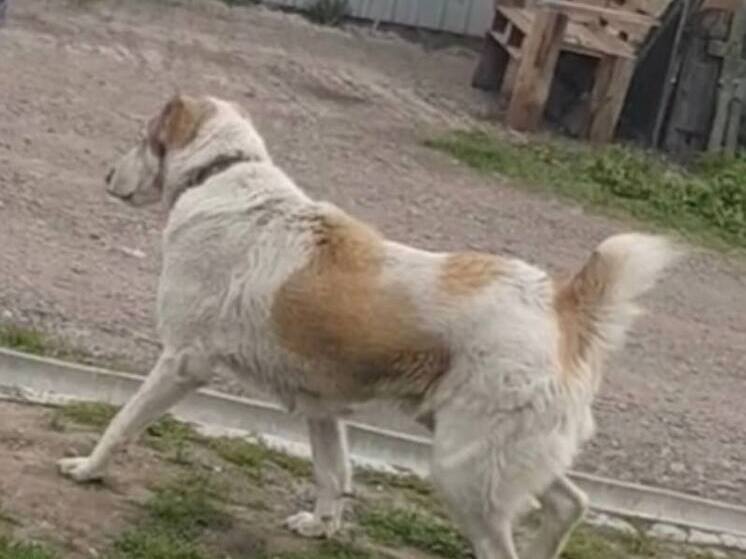 Хозяйку алабая привлекут к уголовной ответственности за нападение на пенсионерку в Красноярске