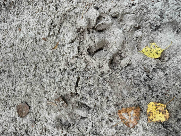 Около деревни в Килемарском районе заметили волчьи следы