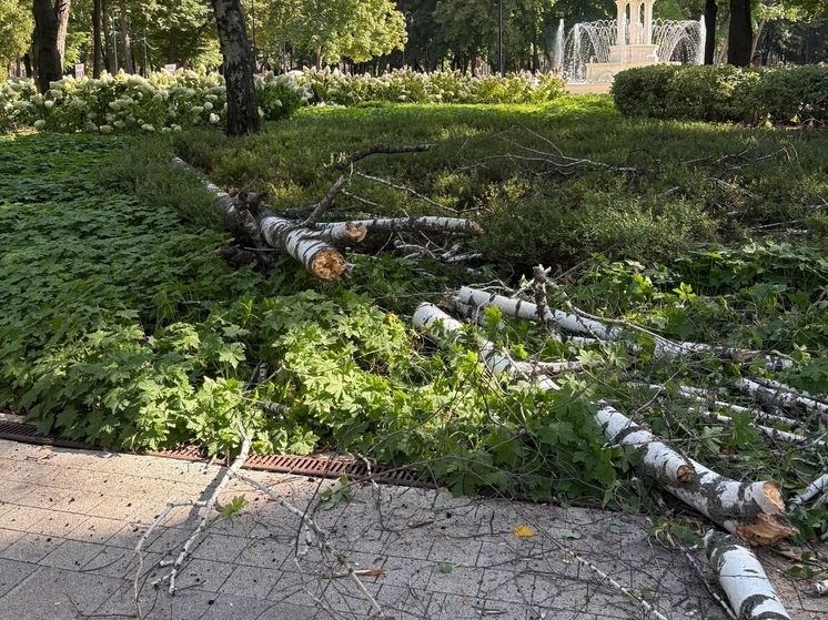 Огромная сухая ветка березы рухнула в воронежском парке «Орленок»