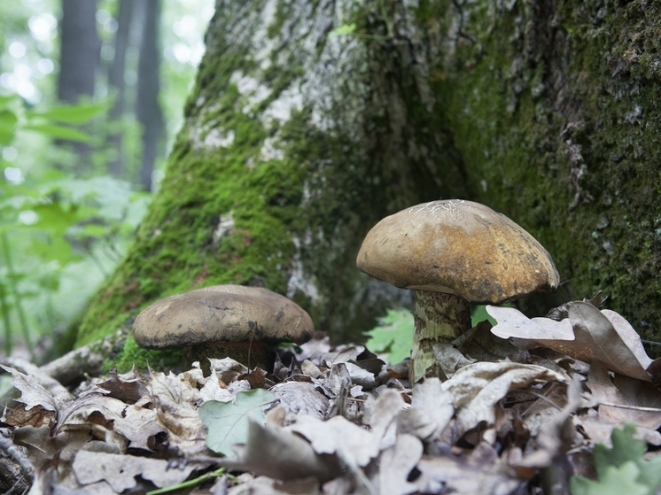 РИА Новости: учёные Карельского НЦ РАН развеяли миф о способе сбора белых грибов