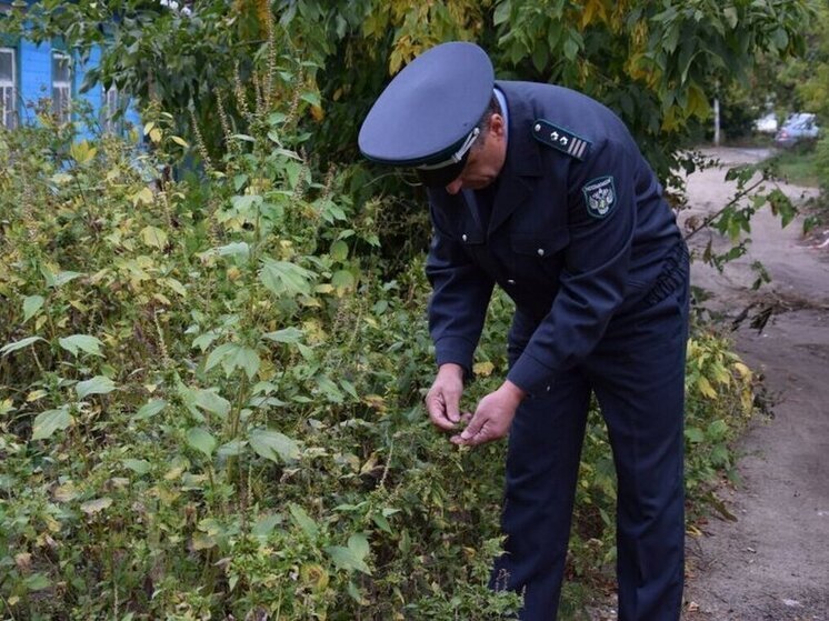 В Курске установлена еще одна карантинная зона по амброзии
