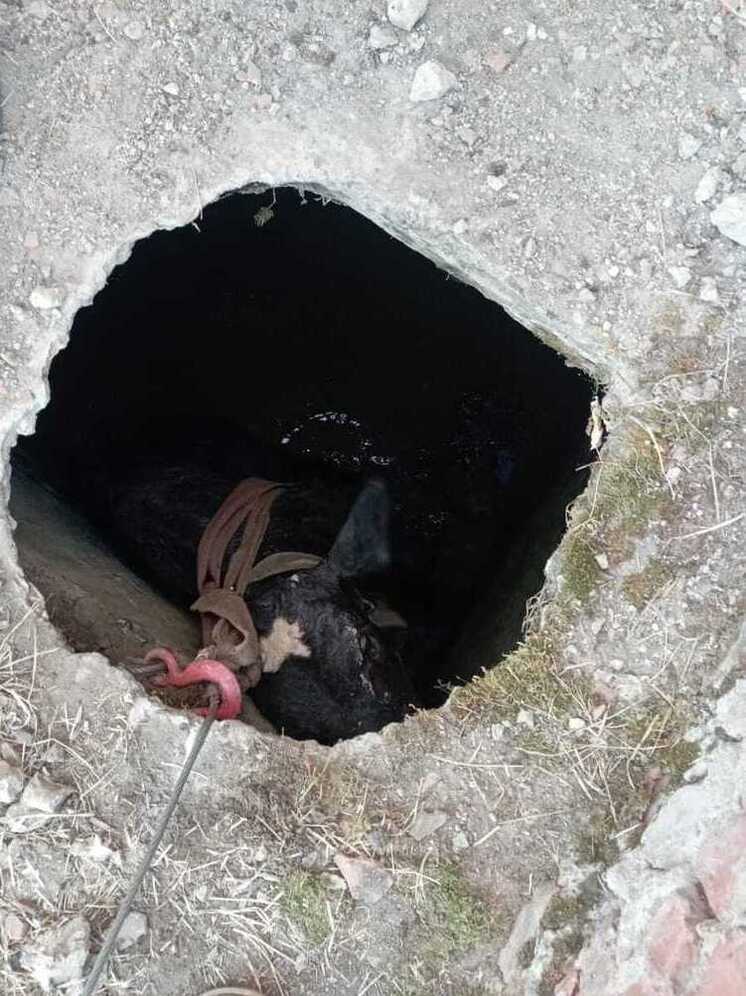 Ставропольские спасатели спасли телёнка, провалившегося в колодец