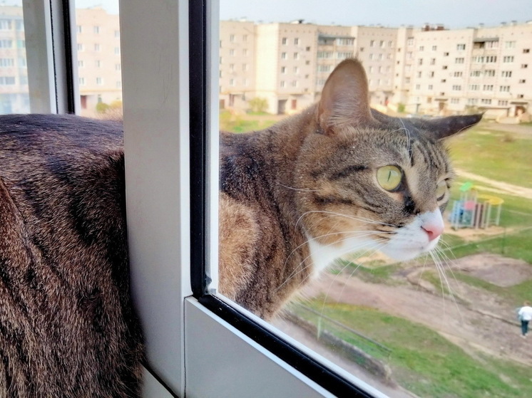 ВТБ выяснил: новоселье с кошки начинает половина россиян