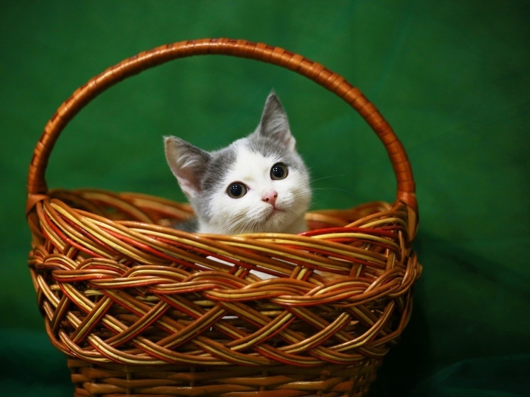 Итоги опроса: новоселье с кошки начинает половина россиян