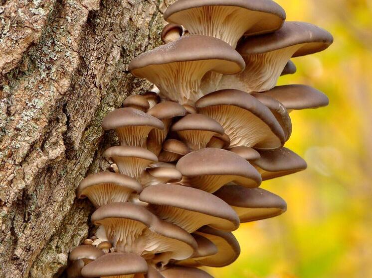 Синоптики 2 сентября обещают в Смоленске малооблачную погоду