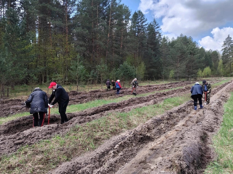 В Орловской области стартует осеннее лесовосстановление