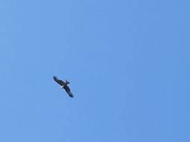 В Перемышльском районе заметили чёрного хищника