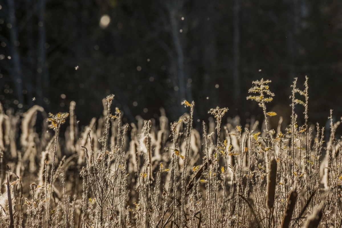 На «Спасовский урожай» сшили 30-килограммовое камышовое платье